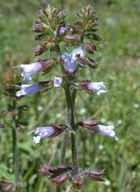 Lyre-leaved Sage