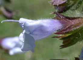 Lyre-leaved Sage