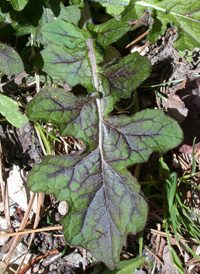 Lyre-leaved Sage