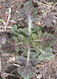 Lyre-leaved Sage