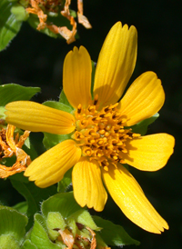 Yellow Leaf-cup