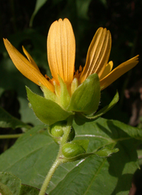 Yellow Leaf-cup