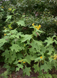 Yellow Leaf-cup