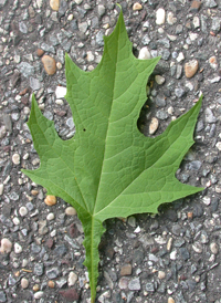 Yellow Leaf-cup