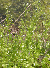 American Brookweed