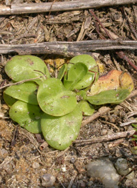 American Brookweed