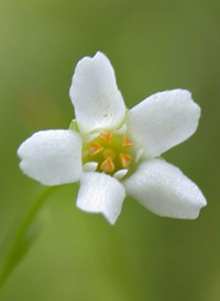 American Brookweed