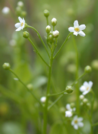 American Brookweed