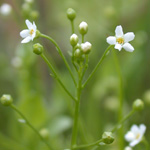 American Brookweed