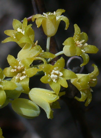 Glaucous Greenbrier