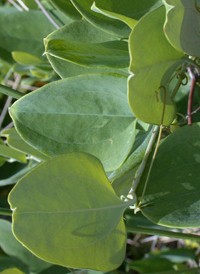 Glaucous Greenbrier