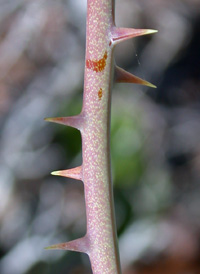 Glaucous Greenbrier