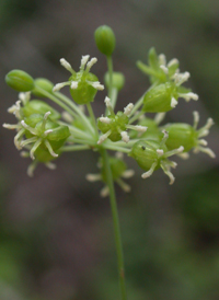 Smooth Carrion-flower