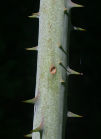 Laurel-leaved Greenbrier