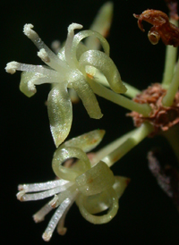 Laurel-leaved Greenbrier