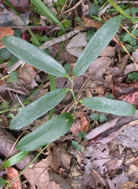 Laurel-leaved Greenbrier