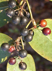 Laurel-leaved Greenbrier