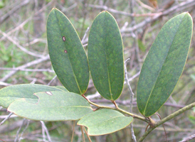 Laurel-leaved Greenbrier