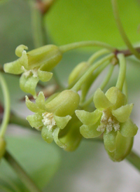 Round-leaved Greenbrier