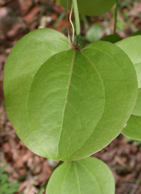 Round-leaved Greenbrier