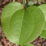 Round-leaved Greenbrier Round-leaved Greenbrier