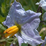Carolina Horsenettle Carolina Horsenettle