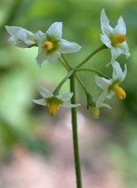 American Black Nightshade