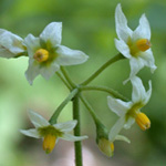 West Indian Nightshade West Indian Nightshade