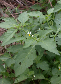 American Black Nightshade