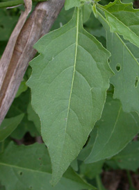 American Black Nightshade