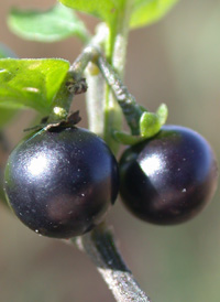 American Black Nightshade