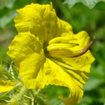 Buffalo-bur Buffalo-bur