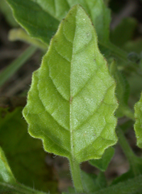 Hairy Nightshade