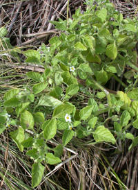 Hairy Nightshade