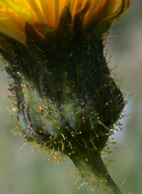 Perennial Sow-thistle