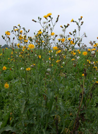 Perennial Sow-thistle