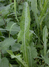 Perennial Sow-thistle