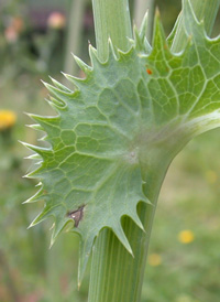 Prickly Sow-thistle