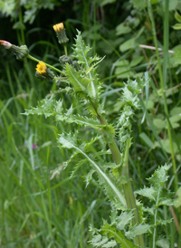 Prickly Sow-thistle