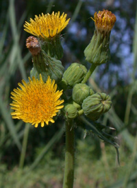 Prickly Sow-thistle