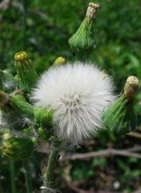 Prickly Sow-thistle