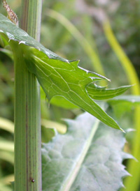 Smooth Sow-thistle