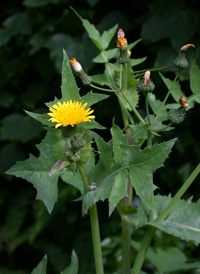 Smooth Sow-thistle