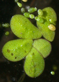 Greater Duckweed