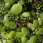 Greater Duckweed