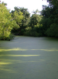 Greater Duckweed