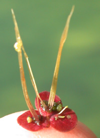 Greater Duckweed