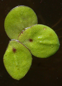 Greater Duckweed