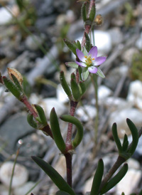 Saltmarsh Sea-spurrey