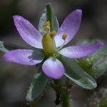 Saltmarsh Sea-spurrey